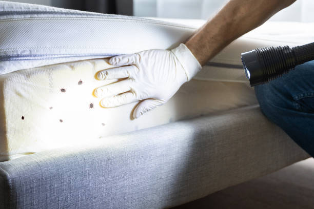 Best Exterminator Services  in Summit, AZ