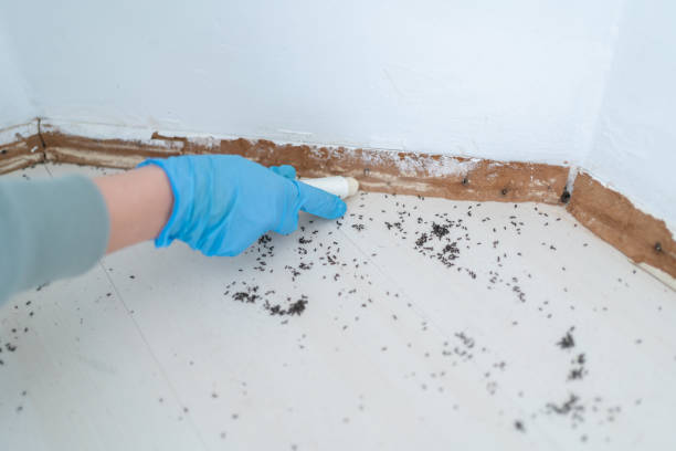 Flea Control Services in Summit, AZ